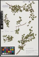 Foto von Salix tarraconensis Pau